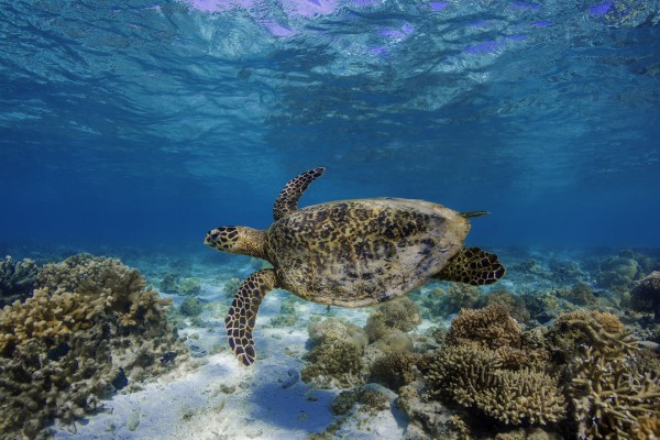 colin-davis-hawksbill-turtle-600x400