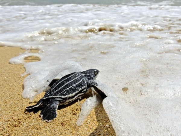 karla-g-barrientos-munoz-leatherback-hatchling1-puerto-rico-600x450
