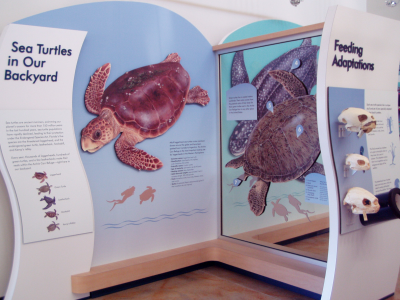 BIC-SeaTurtleSpeciesDisplay