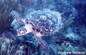 hawksbill-adult-AndrewNelson