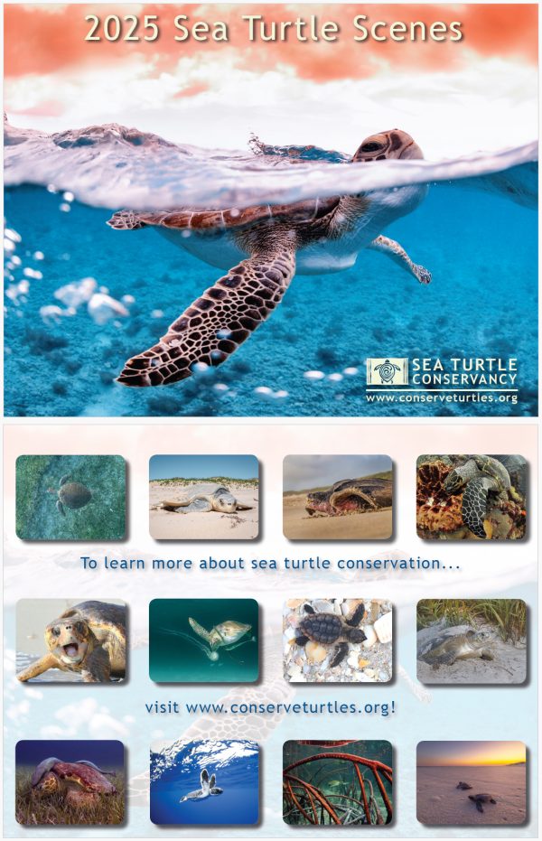 2025 Sea Turtle Scenes Calendar