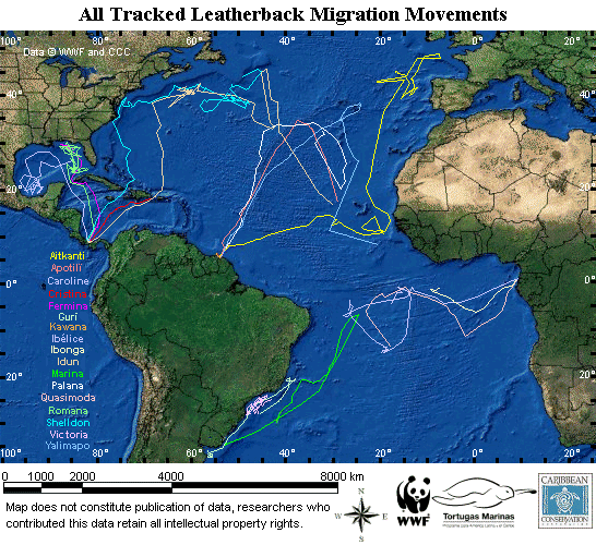 all-leatherback-tracks