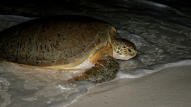 cuba green turtle nature.peninsula.guanahacab