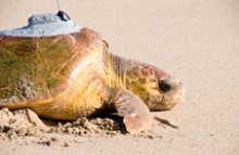 loggerheadtracking