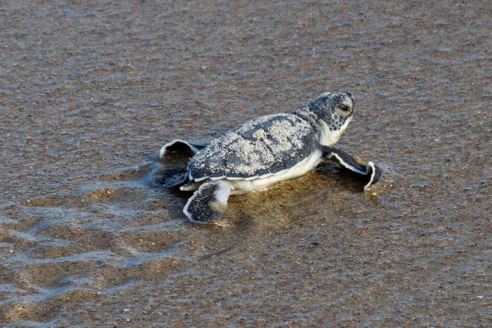 resized single hatchling