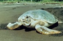 tortturtle5